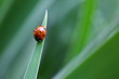 Isolated ladybug on the leaf with raindrop on it.