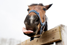 Funny Horse Face Free Stock Photo Public Domain Pictures