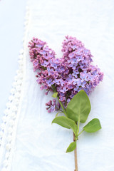 Canvas Print - Fresh, romantic lilac branches on white subtle background