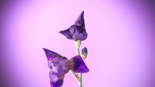 Two Purple Iris Bloom On A Violet Background. Time Lapse. High Speed Camera Shot. Full HD 1080p. Timelapse