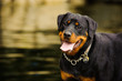 Rottweiler standing against lake water with reflections