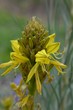 Gelbe Blüten der Junkerlilie - Asphodeline lutea -  blühen im Frühling auf - makro