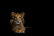 Portrait of Lion Cub