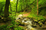 Fototapeta  - Flowing stream in beautiful forest