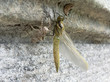 natural dragonfly with larva sitting on wall