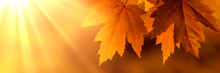 Orange Autumn Leaves With Lightrays