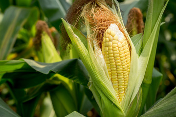 Closeup corn on the stalk