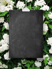 Wall Mural - Close-up of one blank blackboard frame hanged by clip against white blooms background