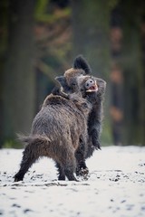 wild boar males fight on a white snow/big wild boars fight on a white snow in winter