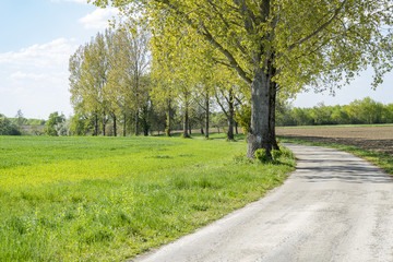 Wall Mural - field path at spring time