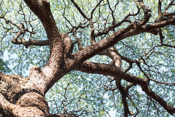 details of green leaf and branch tree foliage background