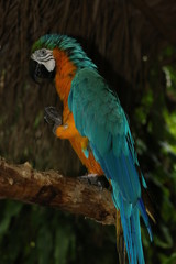 Poster - a picture of a large parrot