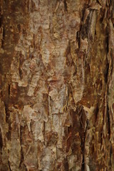 Poster - the texture of a tree's bark