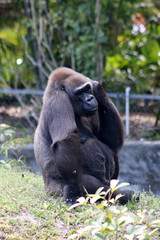 Poster - a male african lowland gorilla