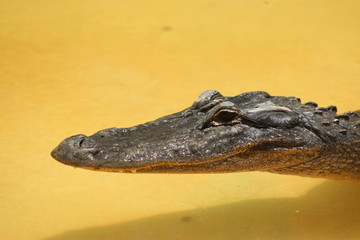 Poster - a small american alligator in the water