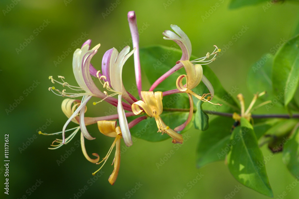 fatsia plants Fatsia japonica 'Spider's Web' main image 1