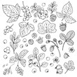 Set of vector berries and leaves. Wild berries painted line on a white background. Cranberry, cranberries, currants, raspberries, strawberries, gooseberries, blueberries, barberries