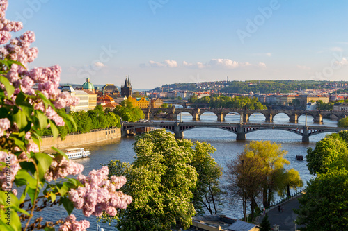 Fotografie, Obraz The blooming bush of lilac against Vltava river and Charles bridge, Prague