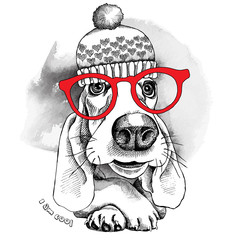 Wall Mural - The poster dog Basset Hound portrait in the knitted hat and with glasses. Vector illustration.