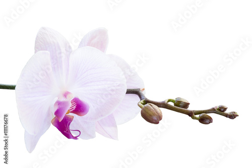 pink-orchid-with-buds-on-a-branch-on-a-white-background