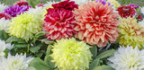 Yellow, orange and red dahlia flowers and plants