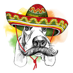 Wall Mural - The poster with the image of the dog Basset Hound with a mustache in the Mexico sombrero. Vector illustration.