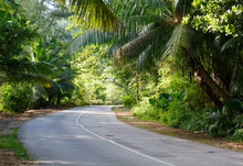 The Asphalt Road  Through Tropical  Rain Forest, Praslin Island; Seychelles
