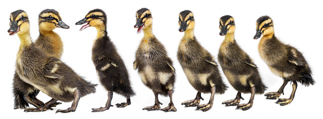 Wall Mural - ducklings ( indian runner duck) isolated on white background