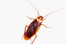 Cockroach On White Background