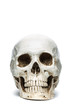 © Studio-54 - The skull isolated