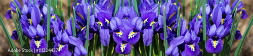 panorama  cover morning flower iris