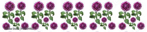 panorama dahlia pink pattern on a long stem