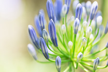 Blue Agapanthus Flower Head Close-up.
