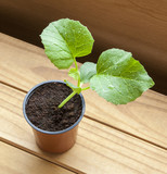 Growing melon plants - potting in plant pot, ready for planting out.
