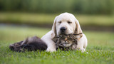 Fototapeta Zwierzęta - cat and dog friendship