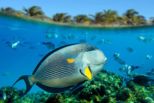 Sohal Surgeonfish (Acanthurus Sohal) - Sea Fish On The Coral Reef