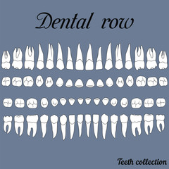 Wall Mural - dental row teeth