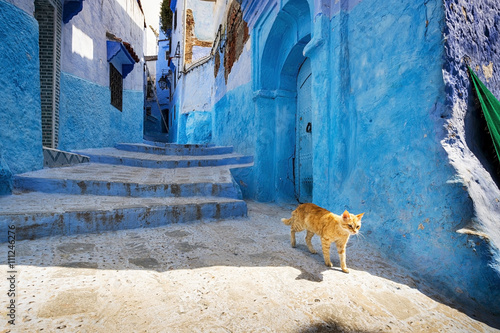 Fototapeta Kot na ulicy Chefchaouen, w Maroku.