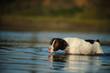 Brittany Spaniel dog wading carefully out into the water