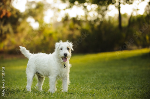 White Wirehaired Jack Russell Terrier Standing At Beautiful