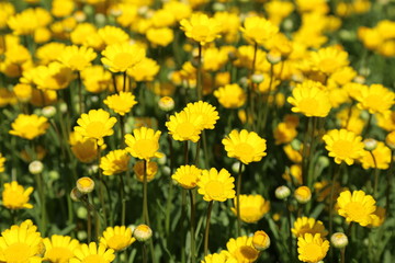  カンシロギク / 横浜の山手イタリア山庭園にて黄色のカンシロギクを撮影しました。