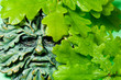 © carolblaker - Oak leaves with Green Man face.Close up image of Celtic green man symbol surrounded by fresh oak leaves.