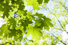 Green Leaves Of Maple Tree Close Up And Blue Sky