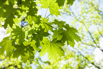green leaves of maple tree close up and blue sky