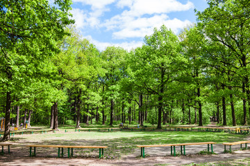 Wall Mural - green oak trees and benches in city garden