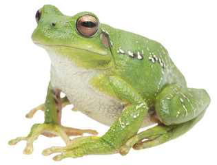 Wall Mural - tree frog or treefrog, hypsiboas riojanus. A mcro of a beautiful green animal isolated on a white background.