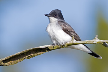 Wall Mural - Eastern Kingbird