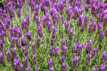 Spanish Lavender, " Lavendula Stoechas ", In Full Bloom.