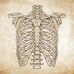 Wall Mural - Hand drawn line art anatomically correct human ribcage. Da Vinci sketches style over grunge aged paper background vector illustration