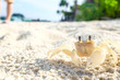 Life crab walking on the sand white sand beach.